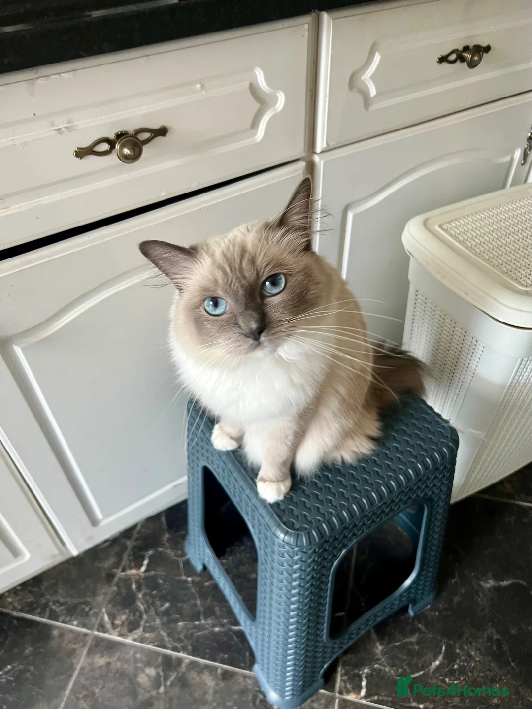 Ragdoll cats for sale: Ragdoll with blue eyes and mitten paws. in Chigwell - Advert 13