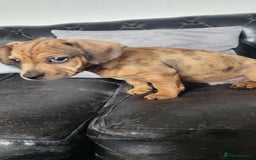 Dachshund dogs for sale: Mini dachshund puppy for sale! - Advert 2