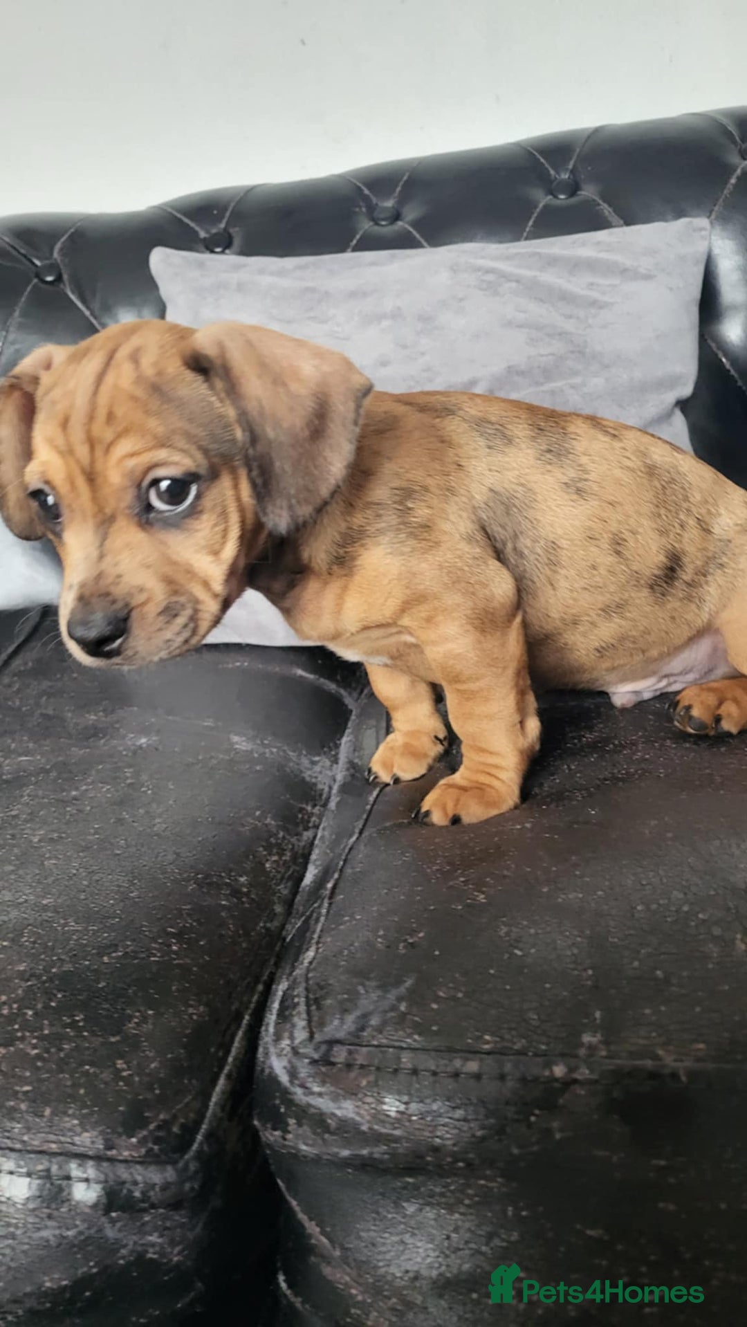 Dachshund dogs for sale: Mini dachshund puppy for sale! - Advert 2
