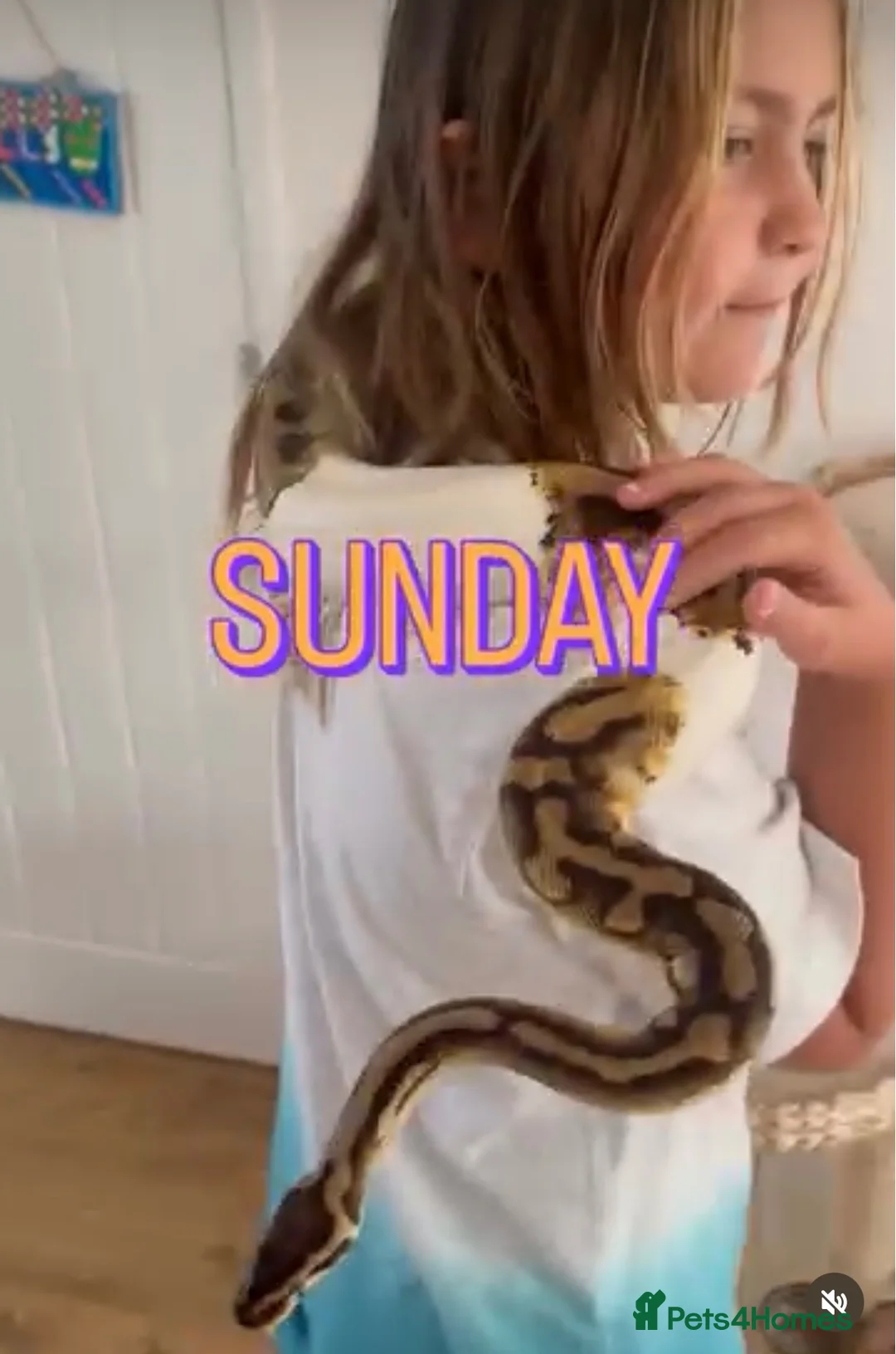 Python Snake reptiles for sale: VERY FRIENDLY Pastel Pied-bright yellow - Advert 6