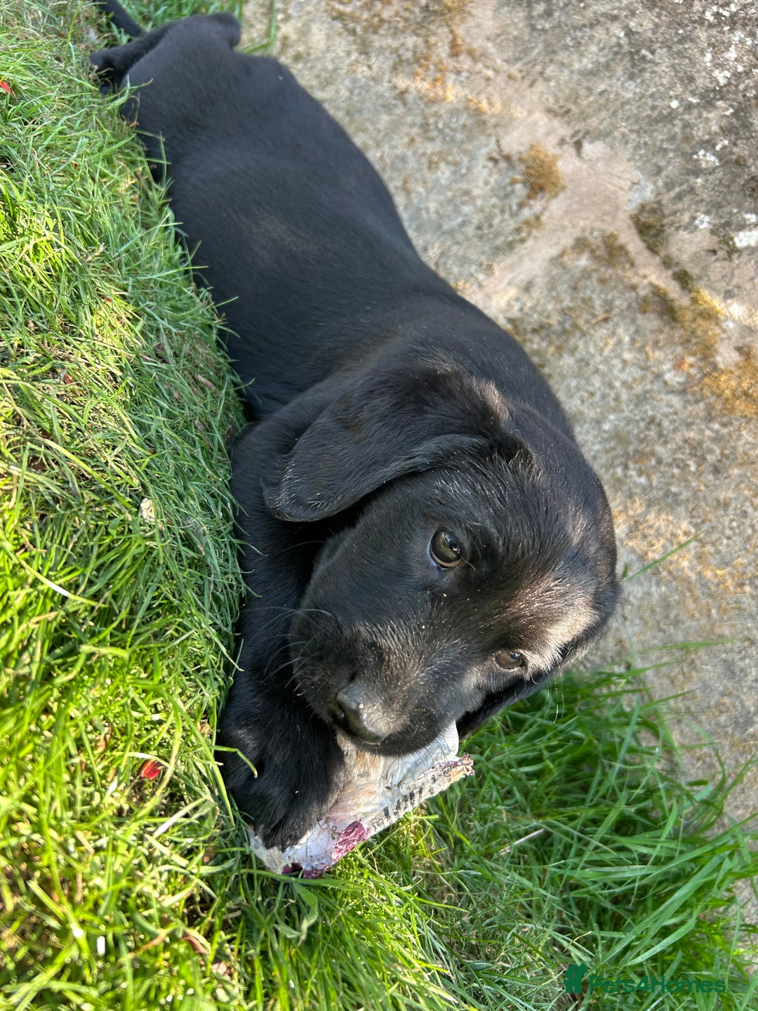 Springador dogs for sale: Springador Puppies - Image 2