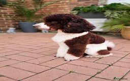 Australian Labradoodle dogs for stud: FULLY HEALTH TESTED! POODLE STUD DOG! in Kettering - Image 18