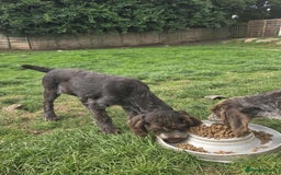 German Wirehaired Pointer dogs for sale: Gorgeous GWP bitch Puppy  - Image 5
