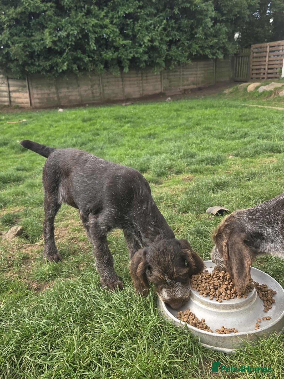 German Wirehaired Pointer dogs for sale: Gorgeous GWP bitch Puppy  - Image 5