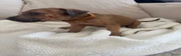 Mixed Breed dogs for sale: Bull hound puppies in London - Advert 39