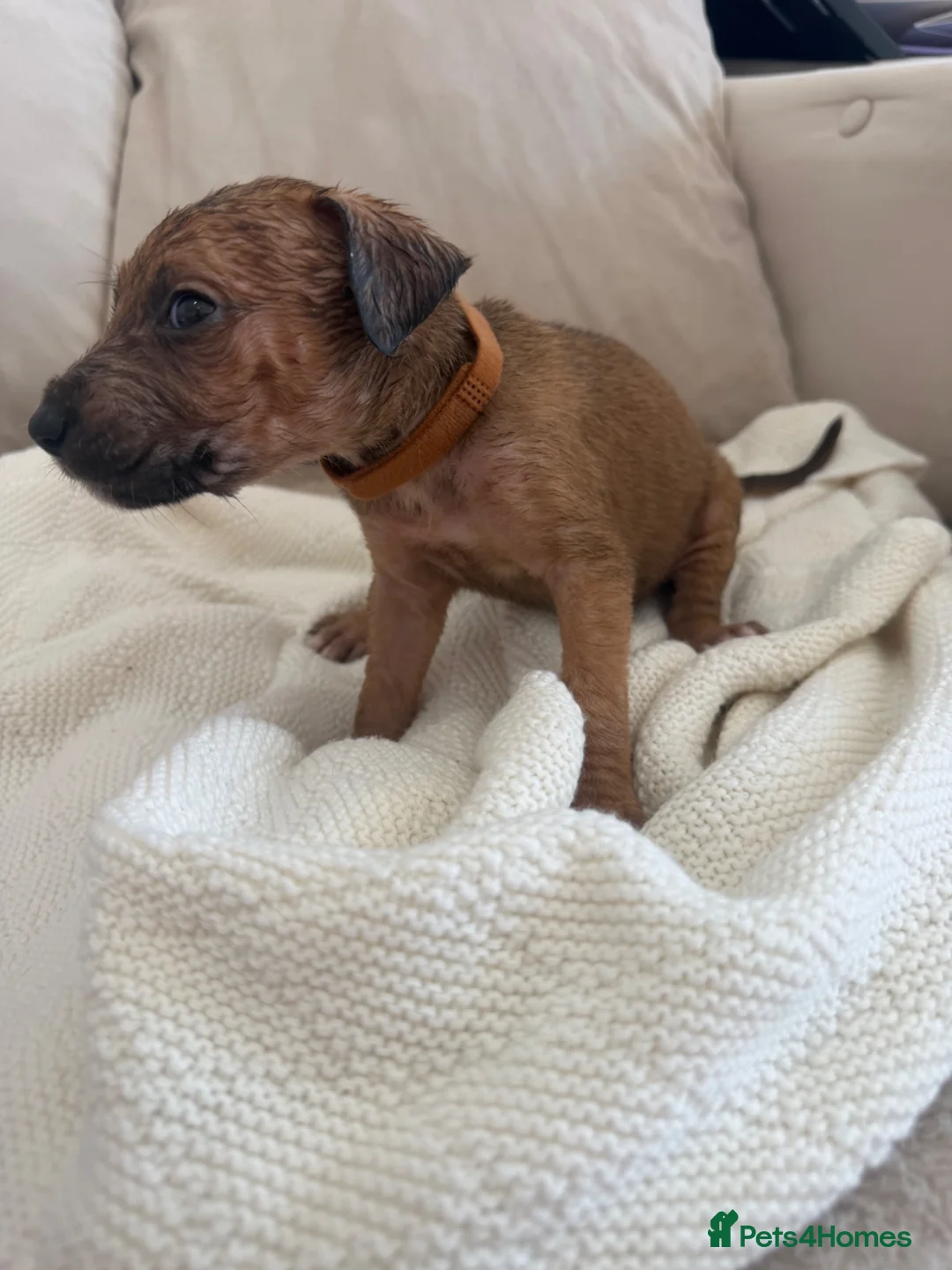 Mixed Breed dogs for sale: Bull hound puppies in London - Advert 39