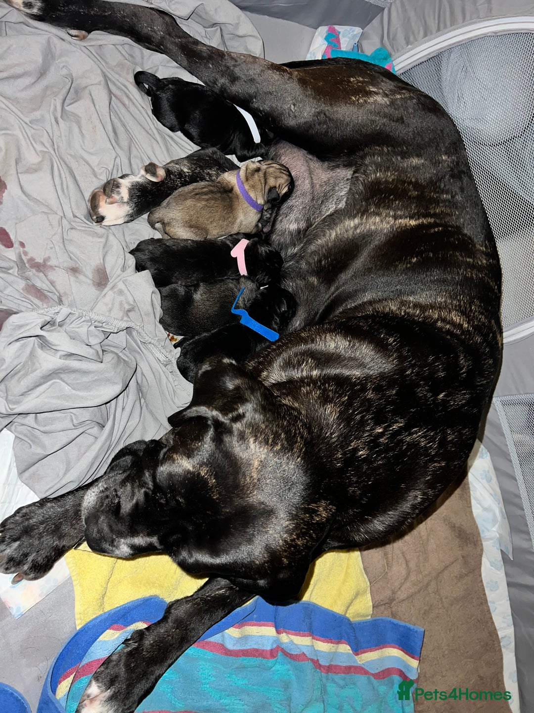 Cane Corso dogs for sale: Litter of 10 cane corso puppies family reared  - Advert 14