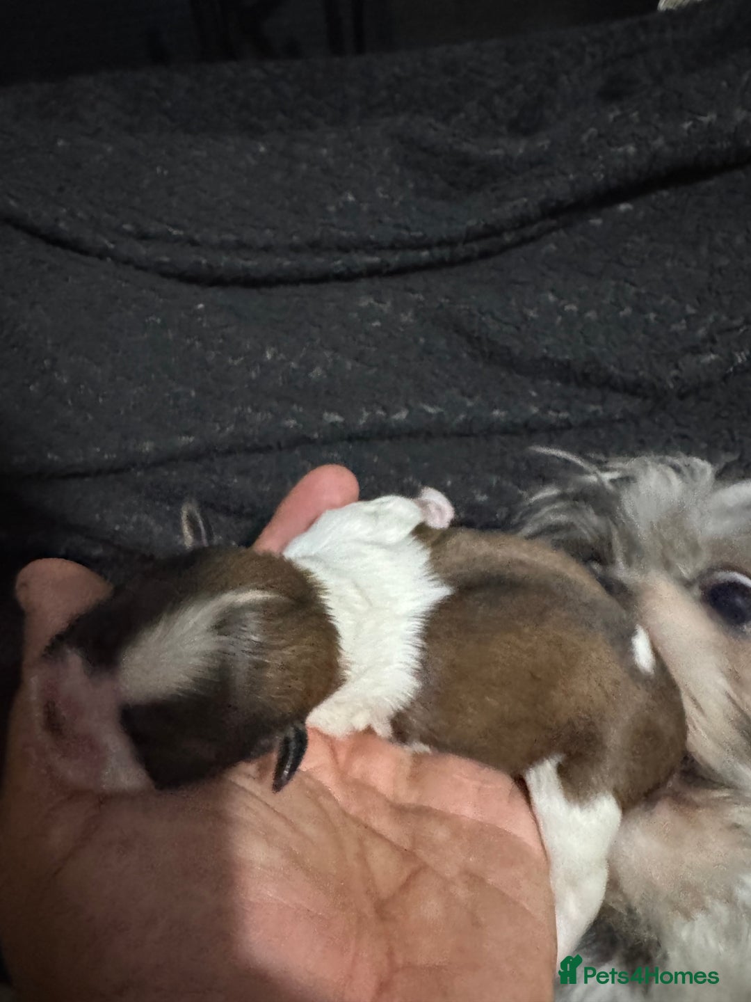 Mixed Breed dogs for sale: Single born beautiful male Shih Apso - Image 3