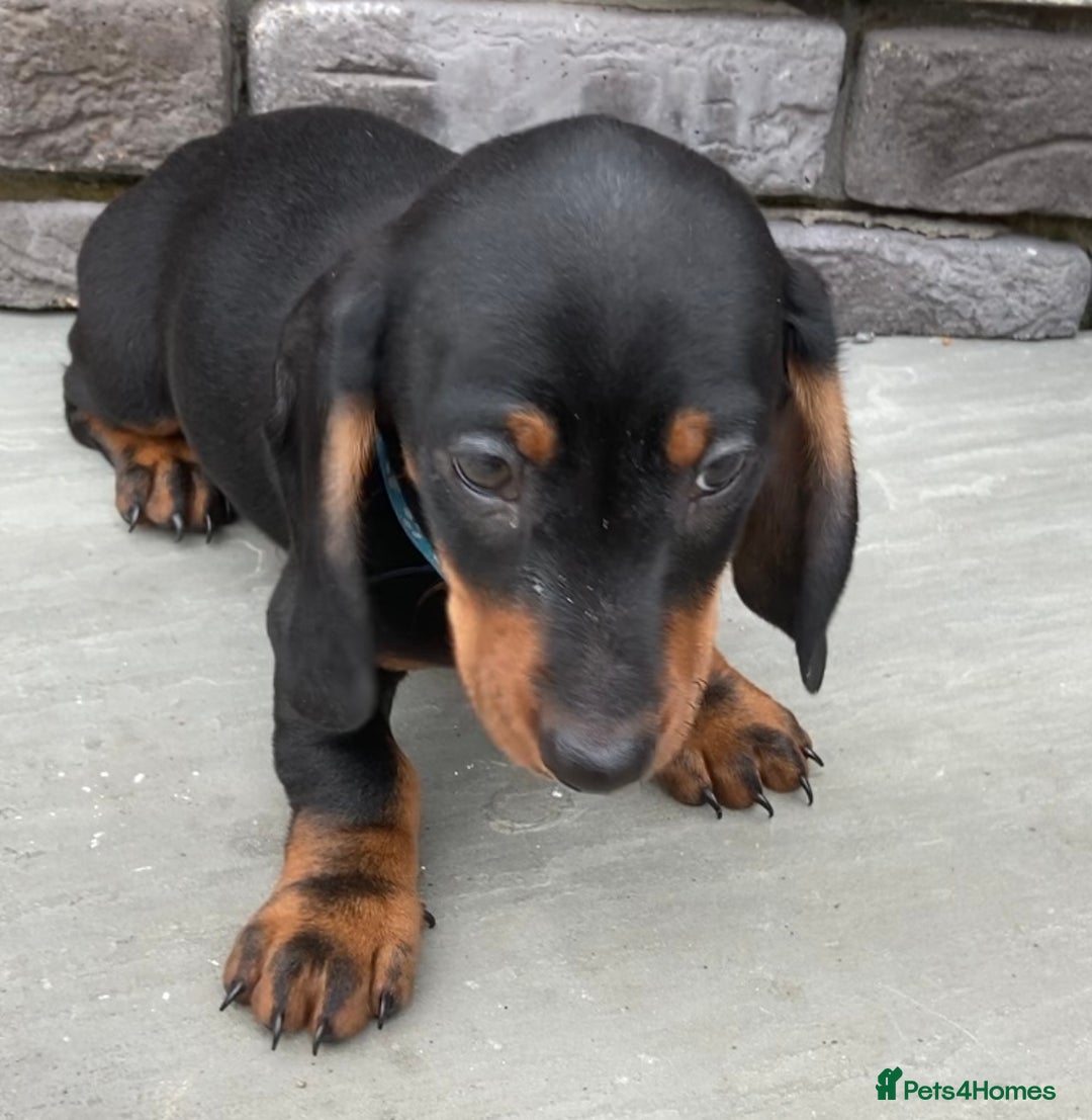 Dachshund dogs for sale: Full bread miniature dachshund  - Image 3