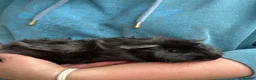 Guinea Pig rodents for sale: Young male guinea pigs 11 weeks old - Advert 2