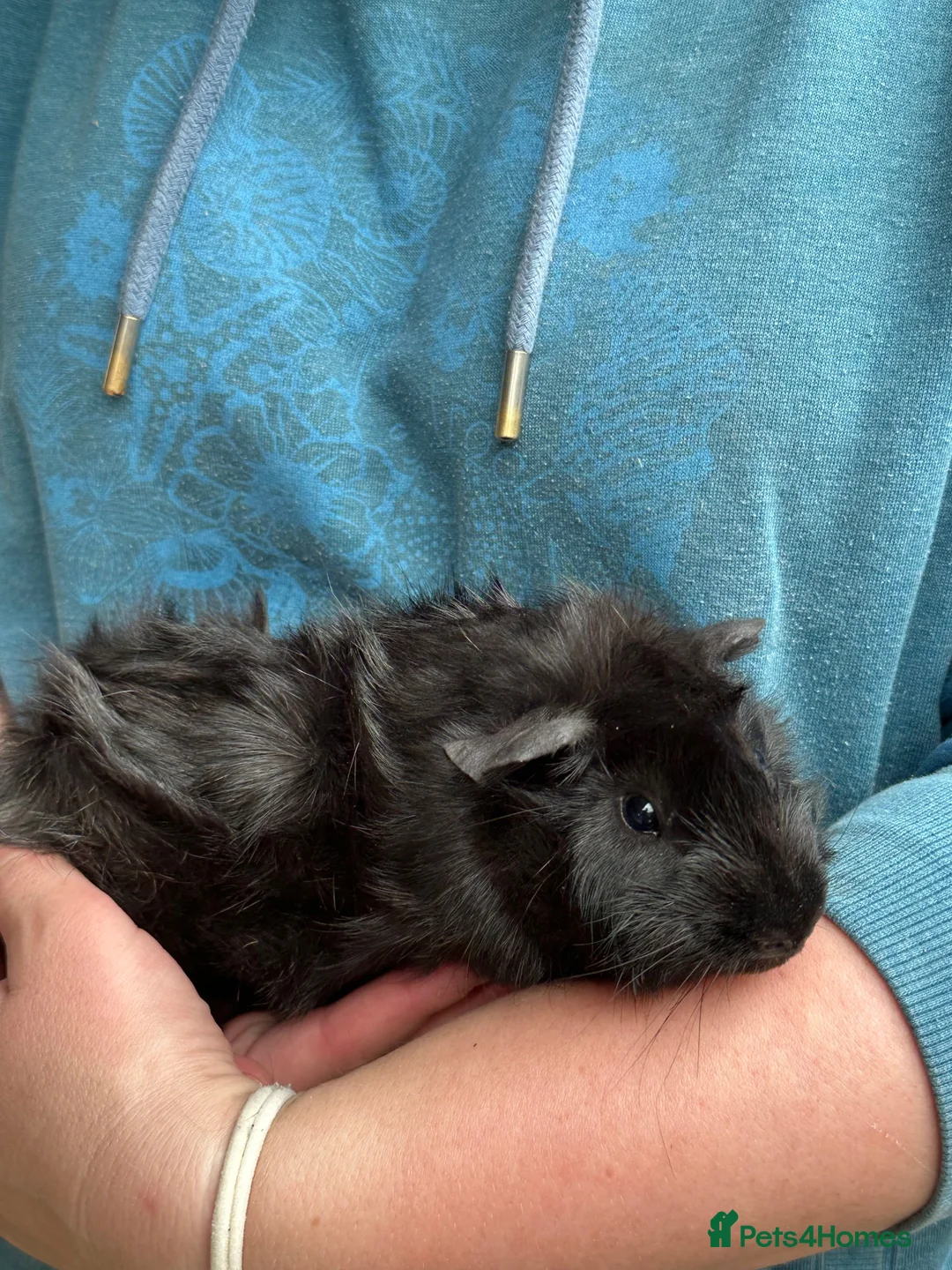 Guinea Pig rodents for sale: Young male guinea pigs 11 weeks old - Advert 2