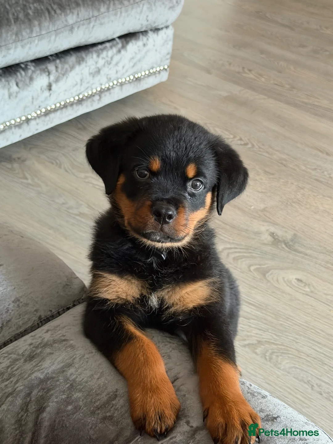 Rottweiler dogs for sale: Rottweiler 5 month old male called Titan  in Bath - Advert 9