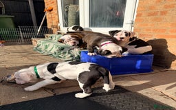 Old Tyme Bulldog dogs for sale: 🩷🩷Old Tyme Bulldog Puppies🩷🩷 - Image 7