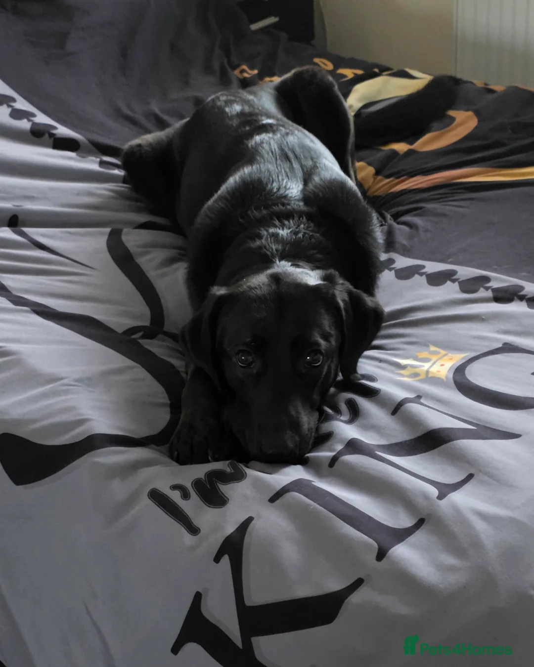 Sheprador dogs for sale: Sheprador Puppies – German Shepherd × Labrador in Barnsley - Advert 2
