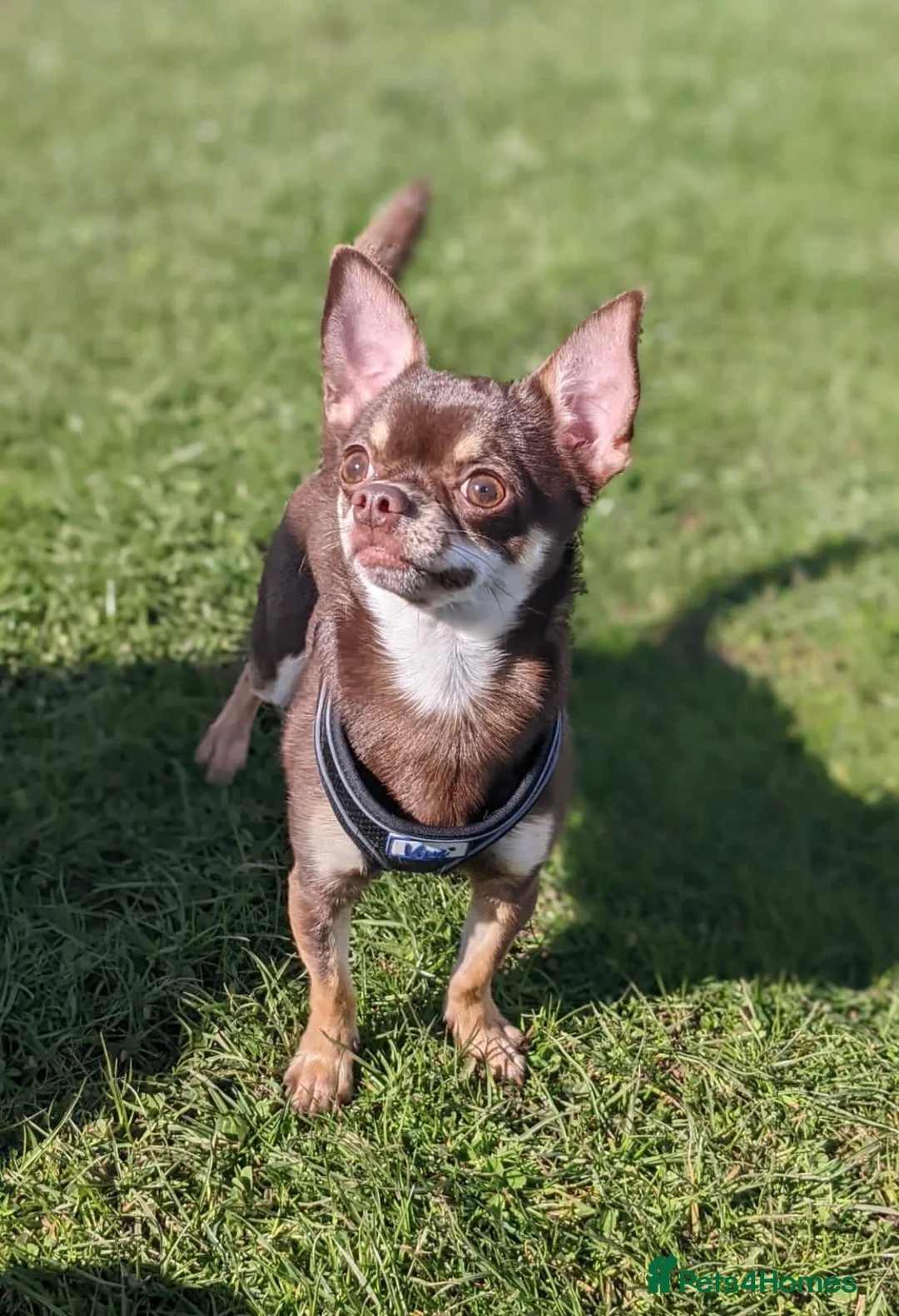 Chiweenie dogs for sale: Tiny chocolate Chiweenie boy ready to go now in Nottingham - Advert 2
