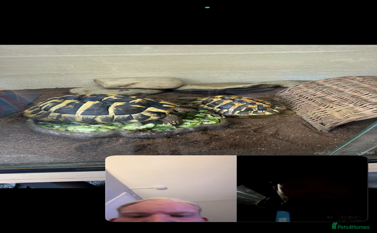 Tortoise reptiles - Advert 8