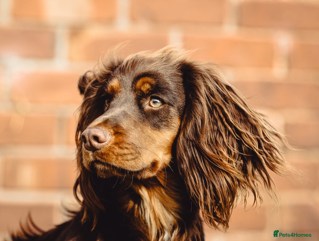 Cocker Spaniel dogs for sale: 8 health checked true quality working cocker pups - Advert 24