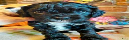Cavapoo dogs for sale: Quality true mini Cavapoo pups DNA tested parents. - Advert 2
