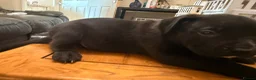Mixed Breed dogs for sale: Beautiful puppys looking 4 forever homes  - Advert 26