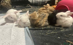 Mixed Breed rabbits for sale: Adorable Mini lop crosses  - Image 13