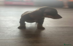 Dachshund dogs for sale: Miniature dachshunds  - Image 9