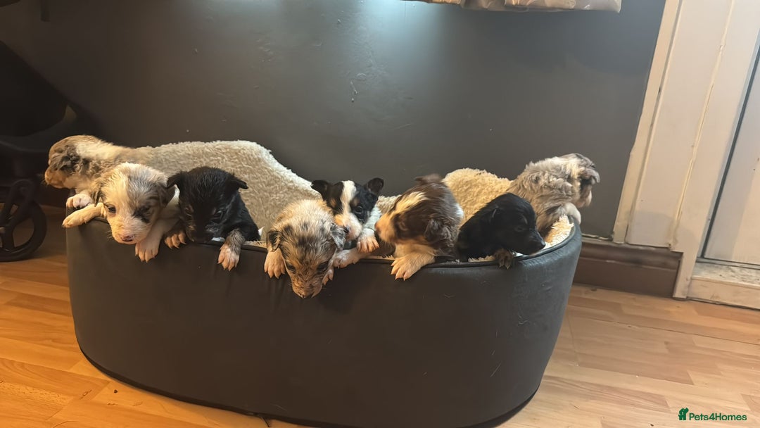 Border Collie dogs for sale: REDUCED BORDER COLLIE PUP  - Advert 3