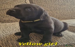 Labrador Retriever dogs for sale: Beautiful Labrador puppies  - Image 5