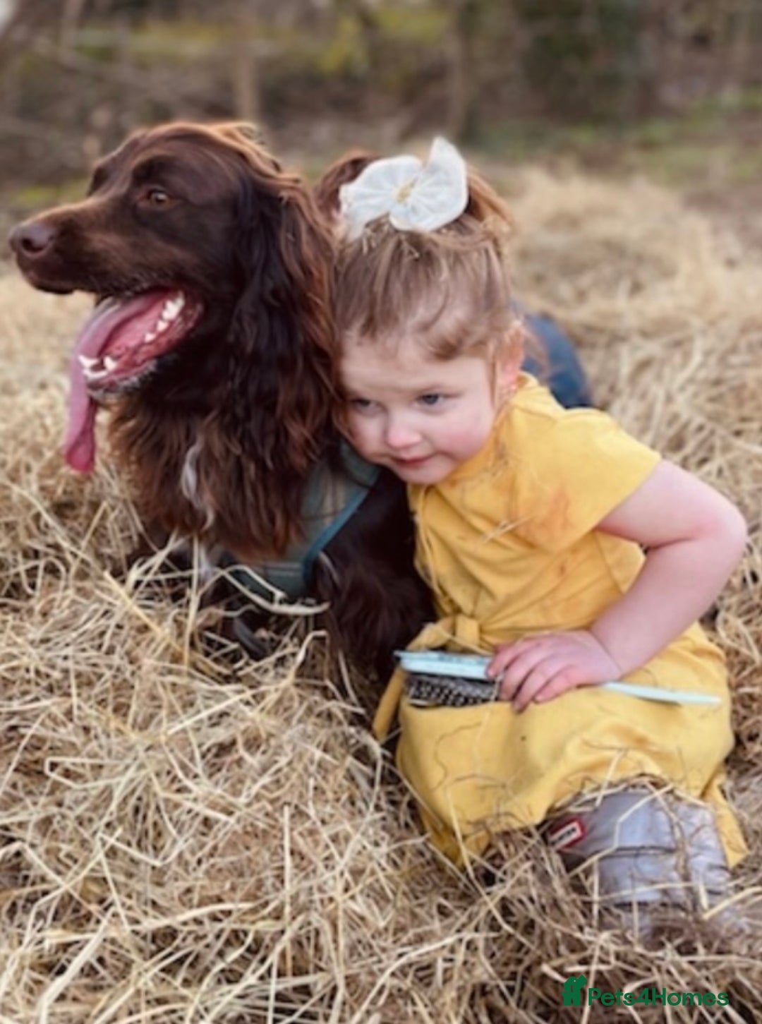 Sprocker dogs for sale: Stunning sprocker puppies  - Advert 18
