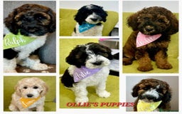 Bernedoodle dogs for stud: STUNNING FULLY HEALTH TESTED MOYEN POODLE🐾  - Image 35