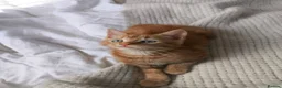 Mixed Breed cats for sale: Kittens to good homes in London - Advert 3