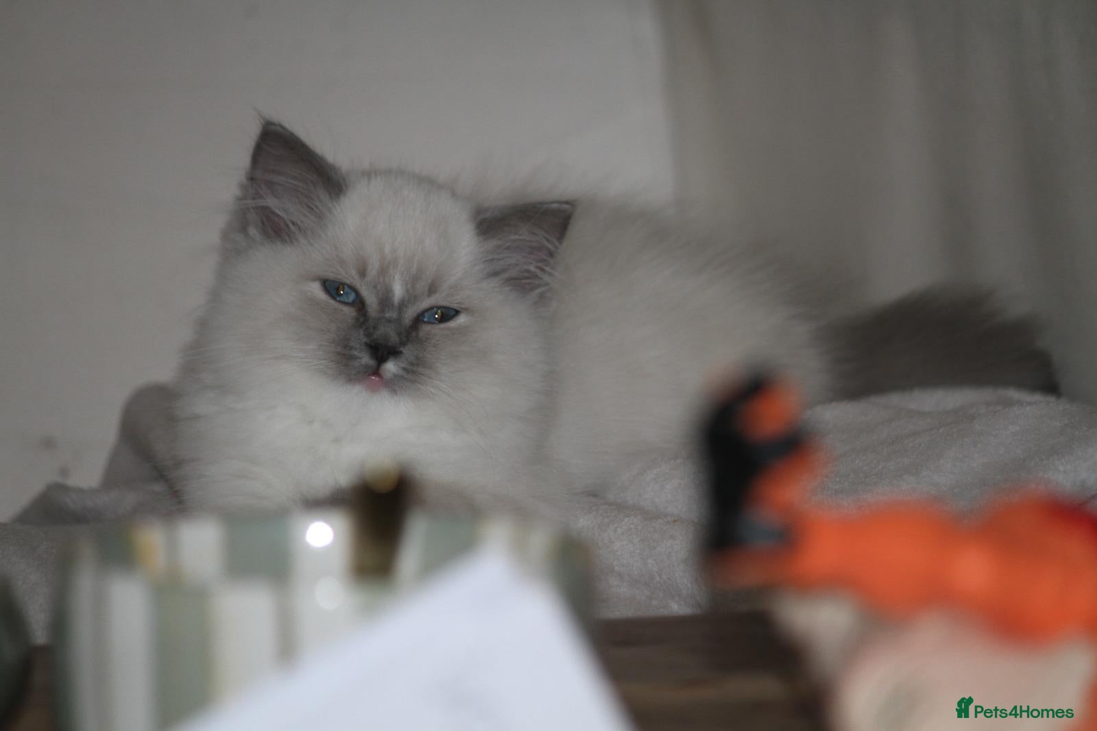 Ragdoll cats Beautiful ragdoll kittens - Advert 2