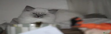 Ragdoll 6