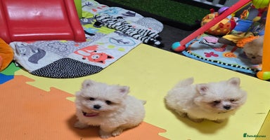 Mixed Breed dogs - Advert 3