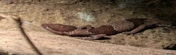 Chameleon reptiles for sale: Chameleon, Leopard Gecko and African Fat Tail - Advert 5