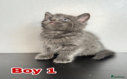 Mixed Breed cats for sale: Beautiful mixed bengal kittens  - Image 2