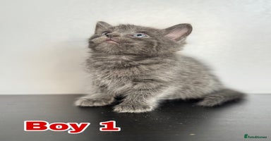Mixed Breed cats - Advert 8
