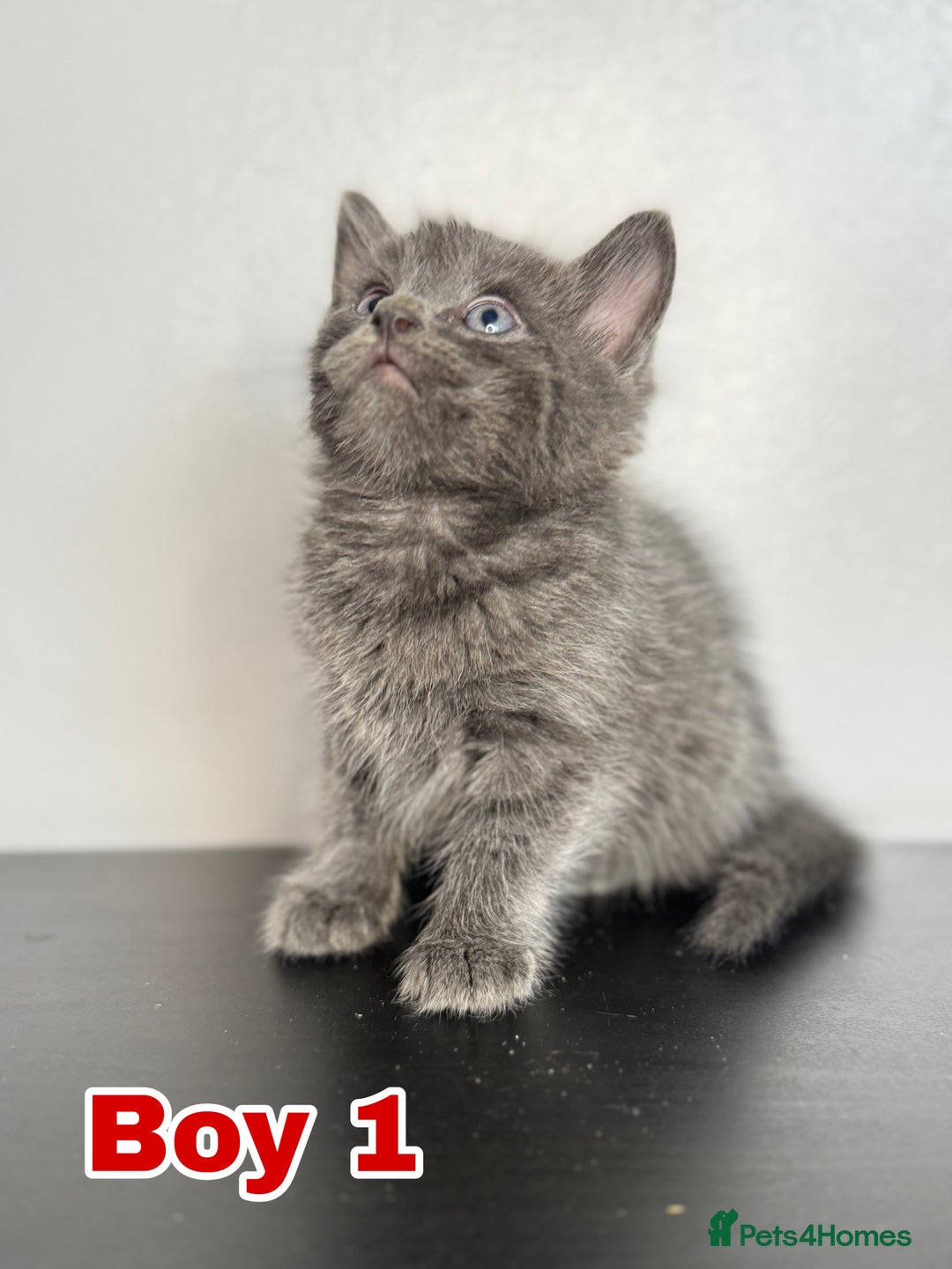 Mixed Breed cats for sale: Beautiful mixed bengal kittens  - Image 2
