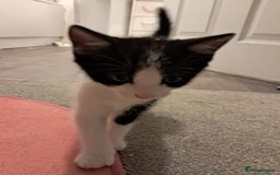 Mixed Breed cats for sale: 4 kittens for sale - Image 8