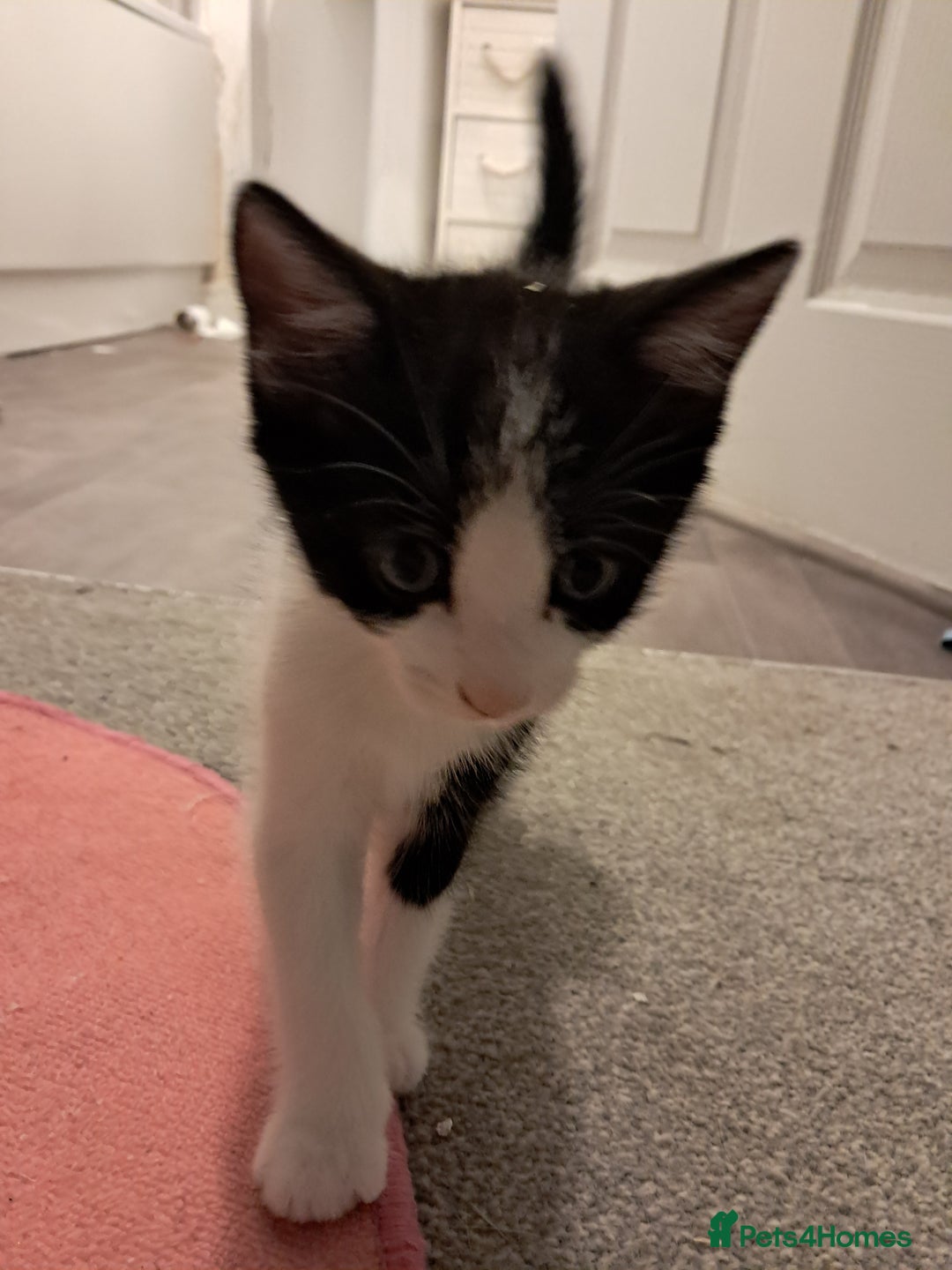 Mixed Breed cats for sale: 4 kittens for sale - Image 8