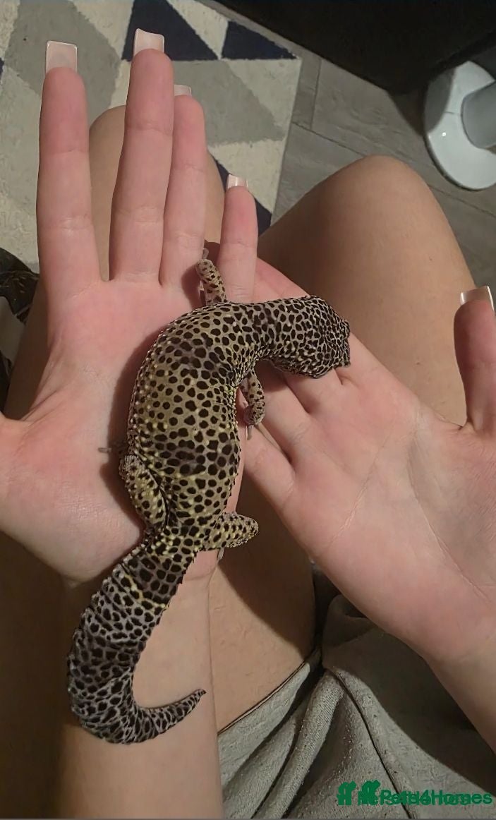 Leopard Gecko reptiles Leo gecko - Advert 3