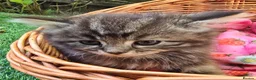 Mixed Breed cats for sale: Maine Coon X Fluffy Long Haired Kittens RESERVE    - Advert 10