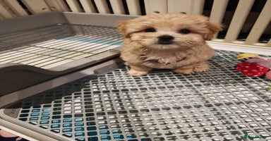 Maltipoo dogs - Advert 5
