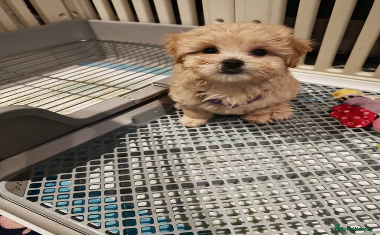 Maltipoo dogs - Advert 11