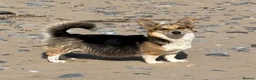 Welsh Corgi Pembroke dogs for sale: This is Saul, KC Reg, DNA Tested parents  - Advert 2