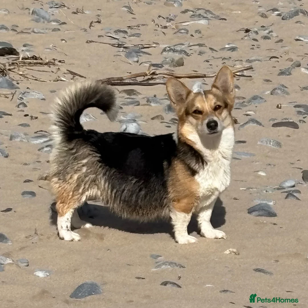 Welsh Corgi Pembroke dogs for sale: This is Saul, KC Reg, DNA Tested parents  - Advert 2