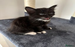 Bombay cats for sale: Last 2 remaining Kittens for sale  - Image 25