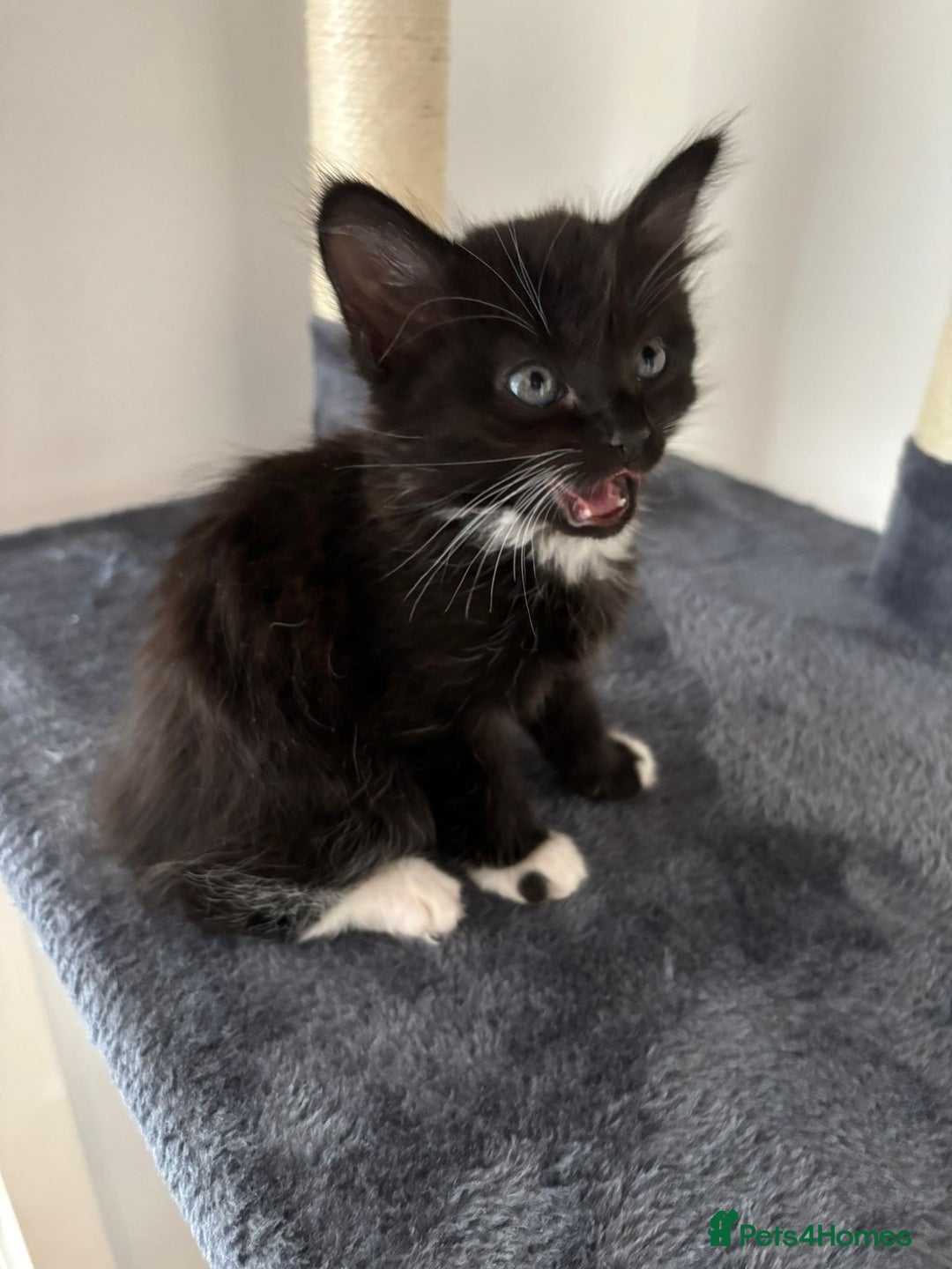 Bombay cats for sale: Last 2 remaining Kittens for sale  - Image 25
