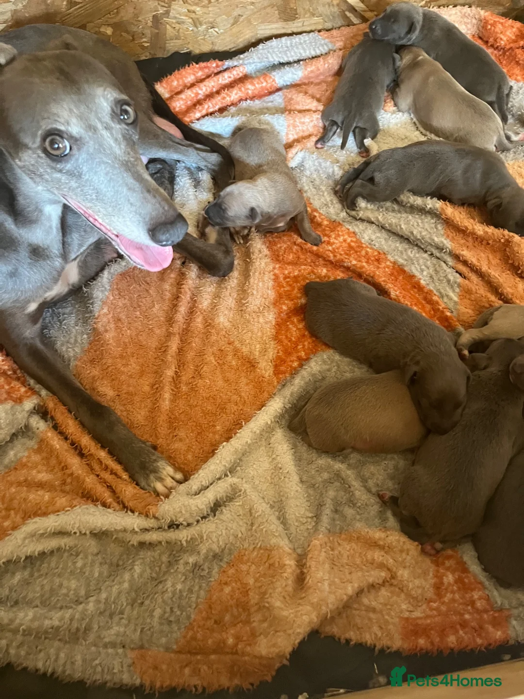 Whippet dogs for sale: Beautiful Whippet puppies  in Doncaster - Advert 1