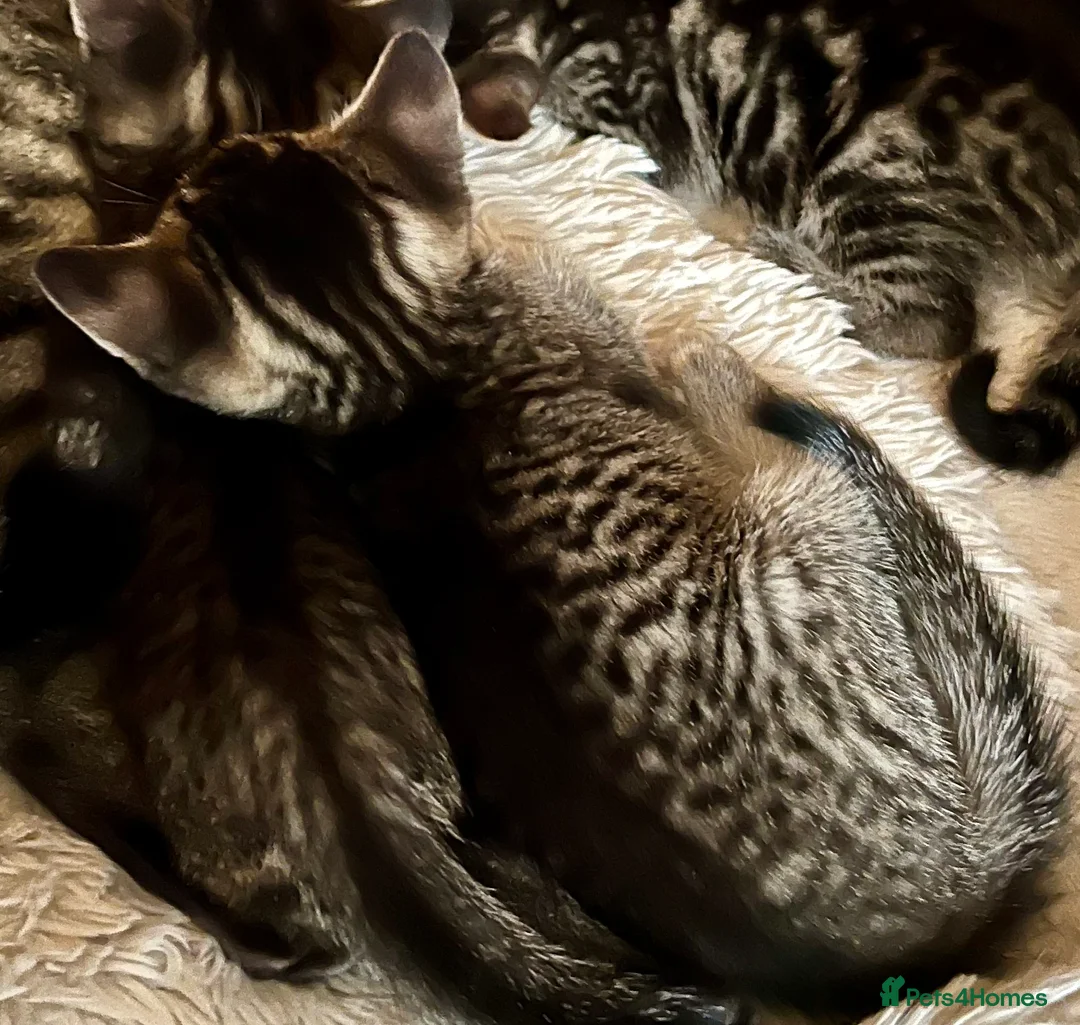 Bengal cats for sale: Glittery Bengal X With Famous References! - Advert 2