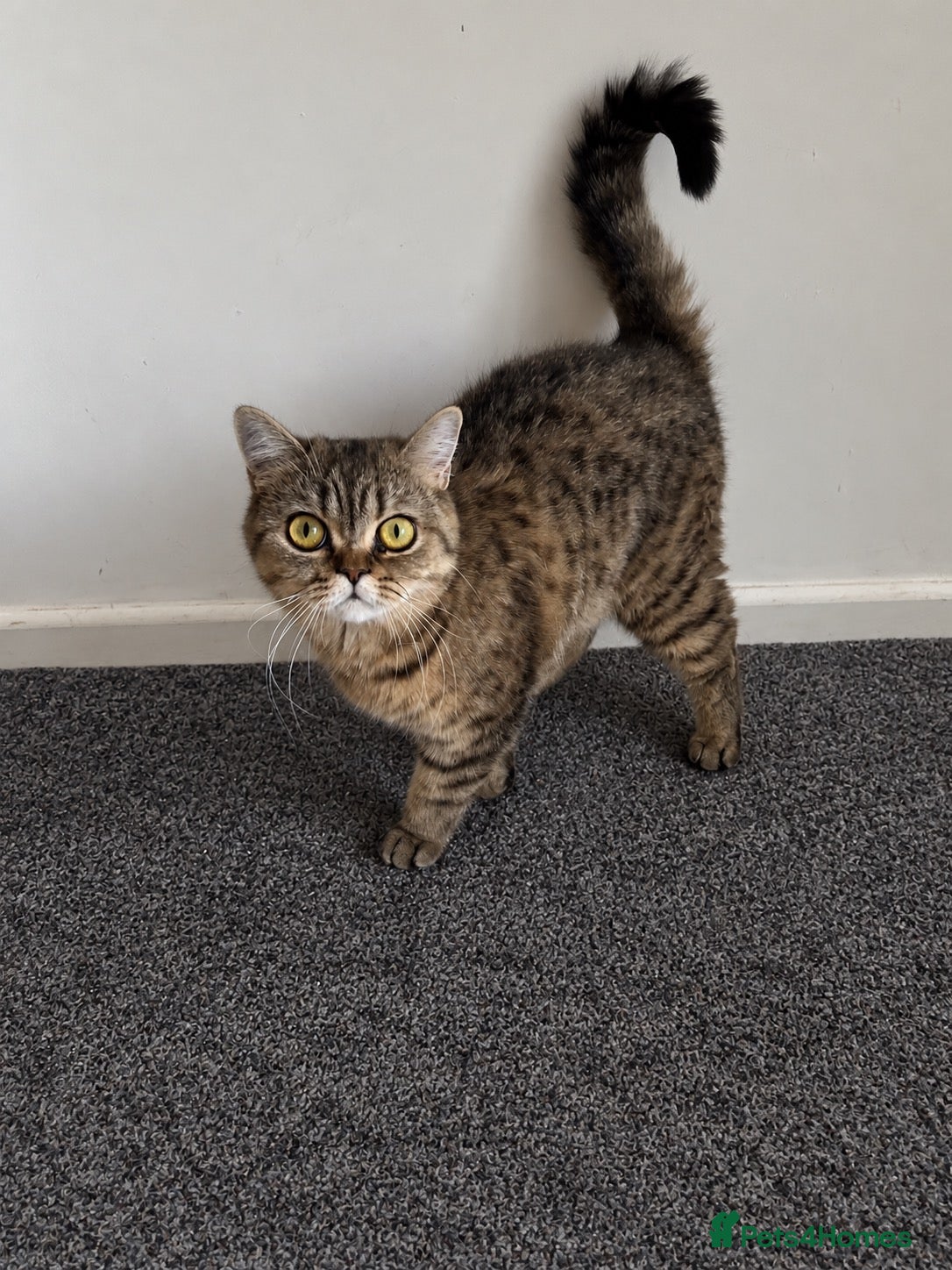 British Shorthair cats for sale: Golden Active British Short Hair Queen for Sale  - Advert 14